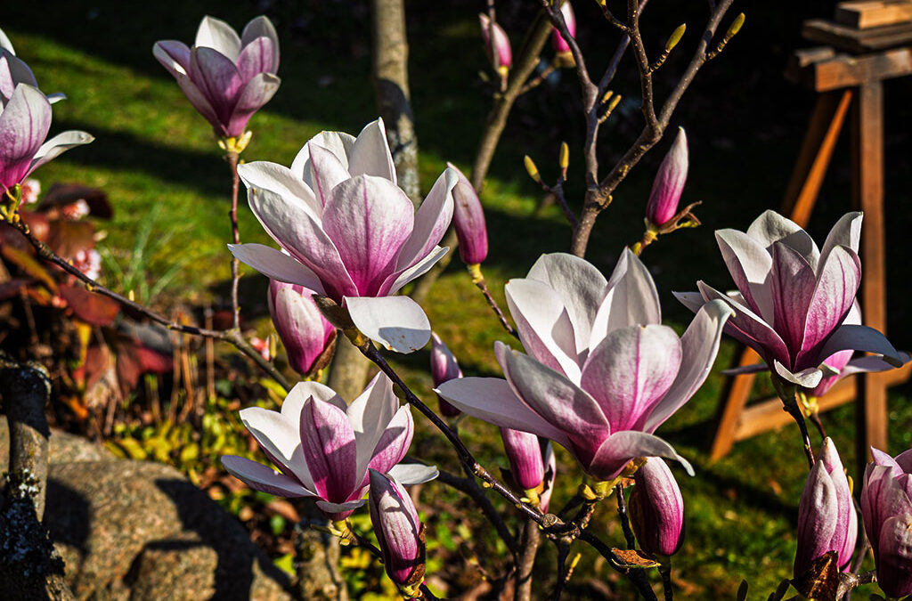 Großbaustelle mit Magnolie