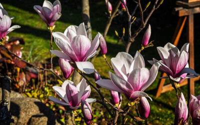 Großbaustelle mit Magnolie