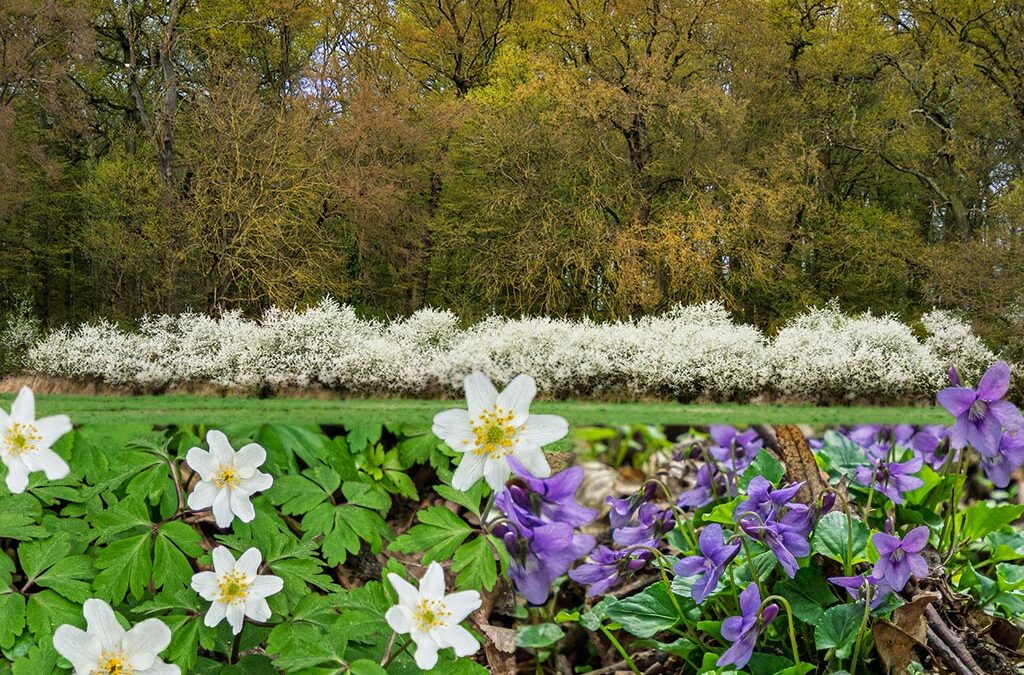Zwischen Wiesen,Wald & Gartenarbeit