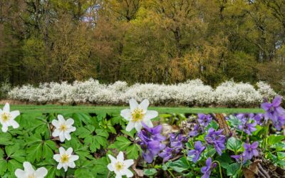 Zwischen Wiesen,Wald & Gartenarbeit