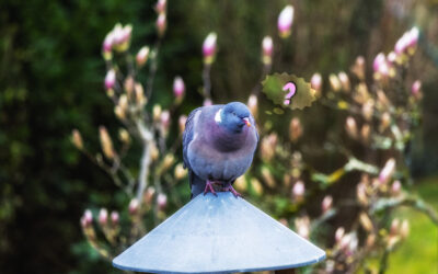 Wo ist er denn nur hin – der Frühling?
