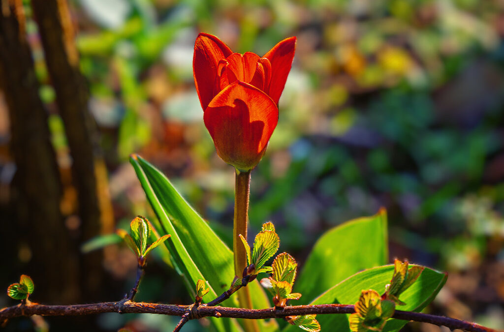 Auf sie ist Verlass – die erste Rote