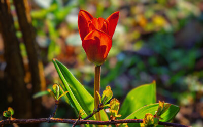 Auf sie ist Verlass – die erste Rote