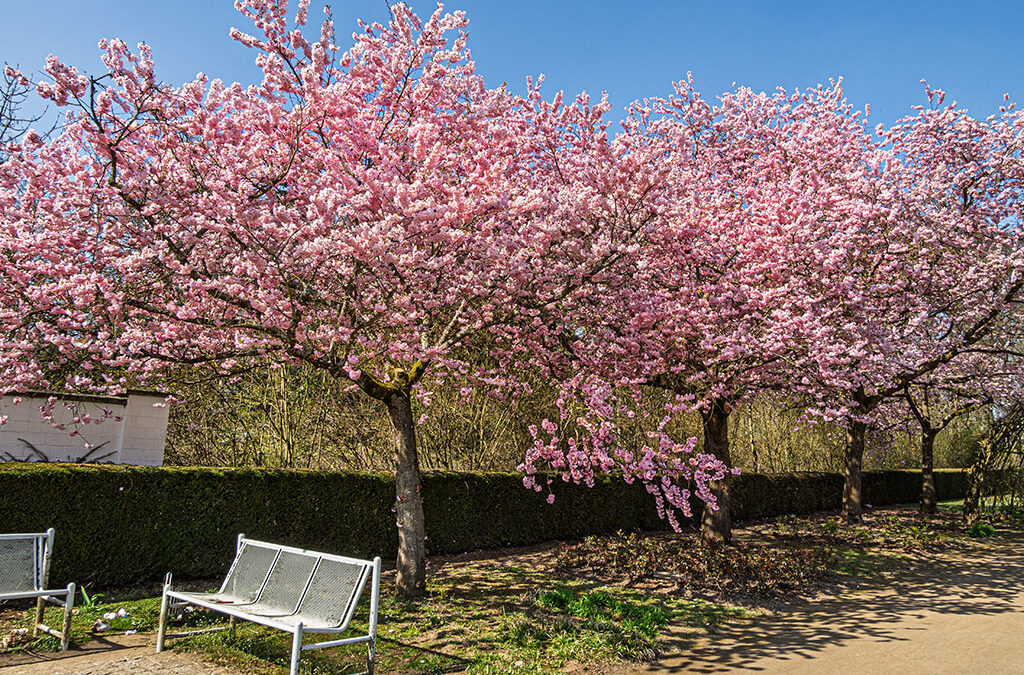 Rosa-weiße Blütenpracht am Sonntag