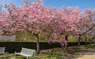 Rosa-weiße Blütenpracht am Sonntag