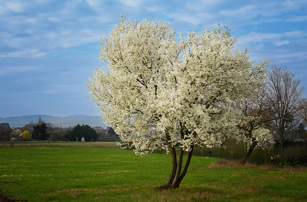 Schwanheimer Düne am Freitagnachmittag