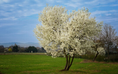 Schwanheimer Düne am Freitagnachmittag