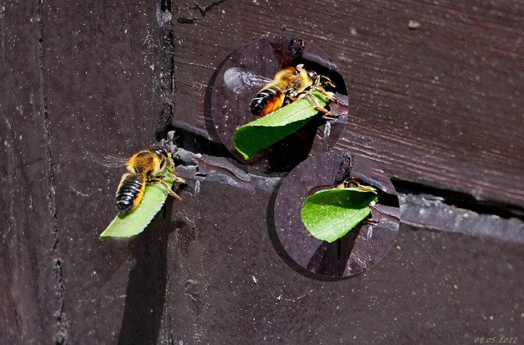 Buchbesprechung & eine weitere Karte