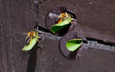 Buchbesprechung & eine weitere Karte