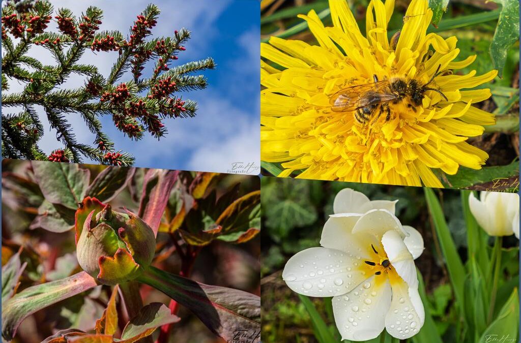 Unschlüssige Tulpen & unerschrockene Bienchen