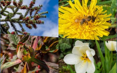 Unschlüssige Tulpen & unerschrockene Bienchen