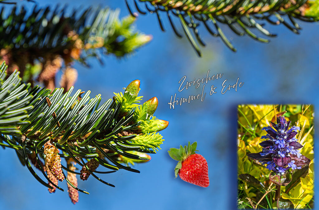 Erdbeertorte, Blütenrausch & Sommerfeeling
