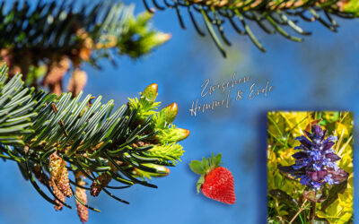 Erdbeertorte, Blütenrausch & Sommerfeeling