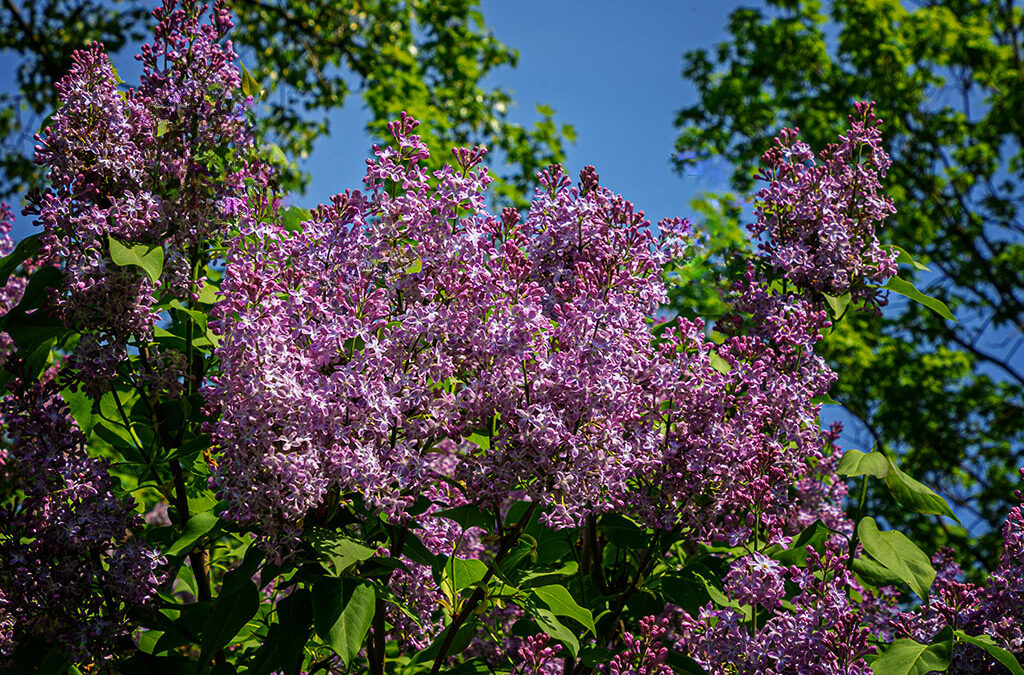 Fliederzeit & zwei Karten