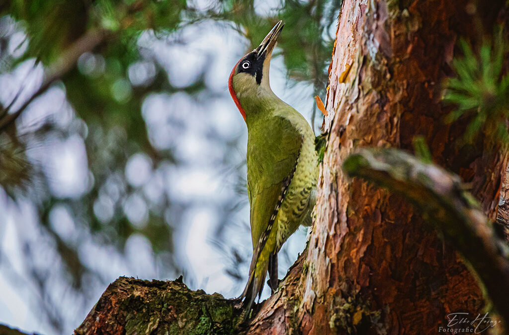 Zwei Grünspechte, ein Eichhörnchen & lecker Mittagessen