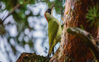 Zwei Grünspechte, ein Eichhörnchen & lecker Mittagessen