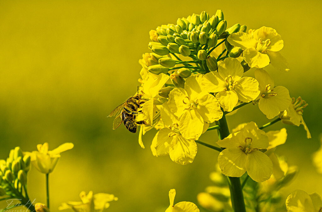 Zwischen „Pustefix“, Raps & Liederbach