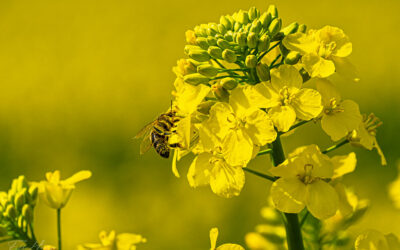 Zwischen „Pustefix“, Raps & Liederbach