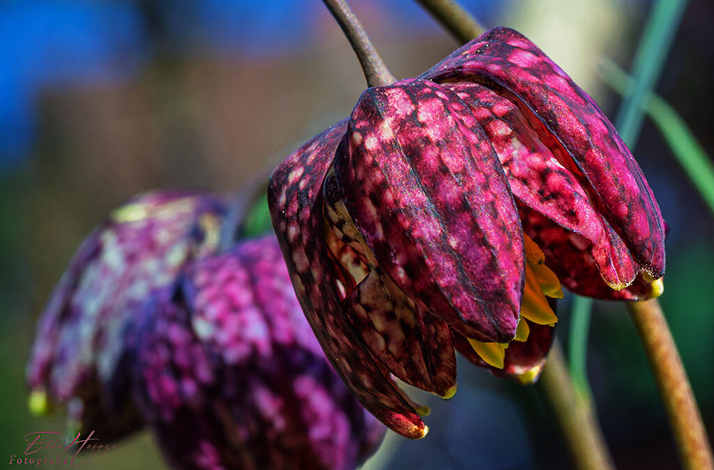 Schach! – aber nicht matt