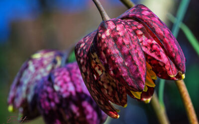Schach! – aber nicht matt