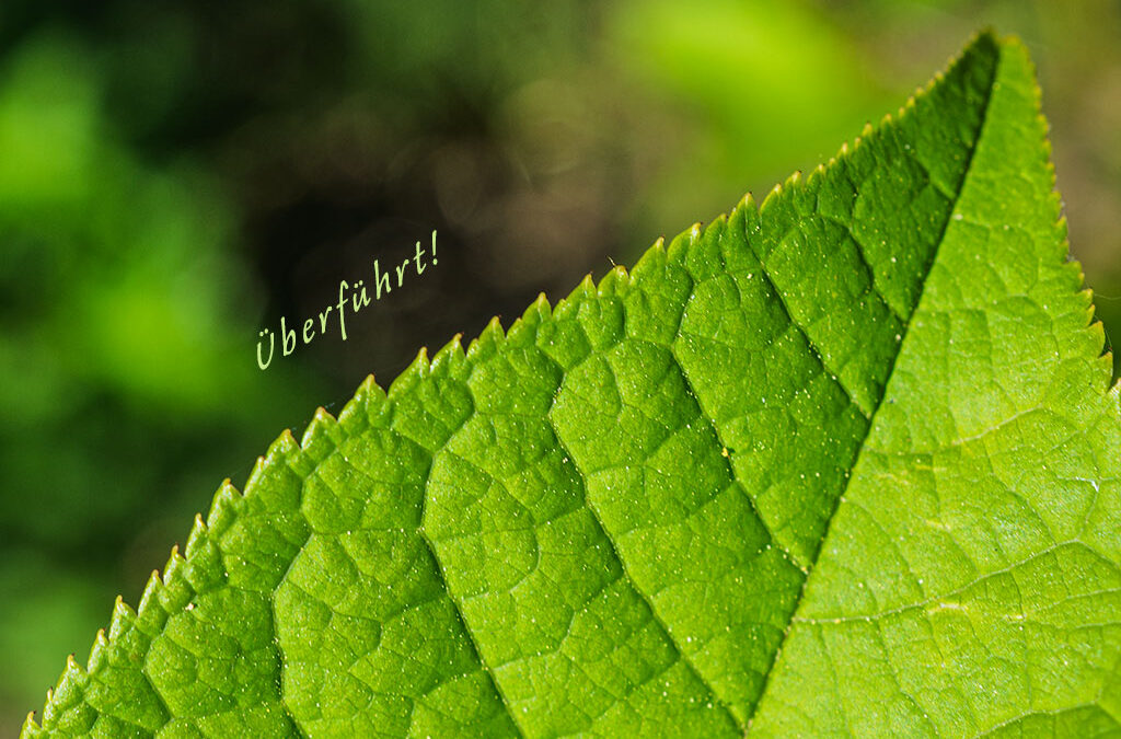 Reingefallen! Traubenkirsche statt Faulbaum