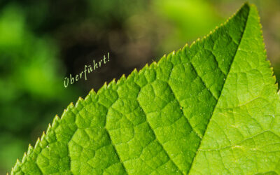 Reingefallen! Traubenkirsche statt Faulbaum
