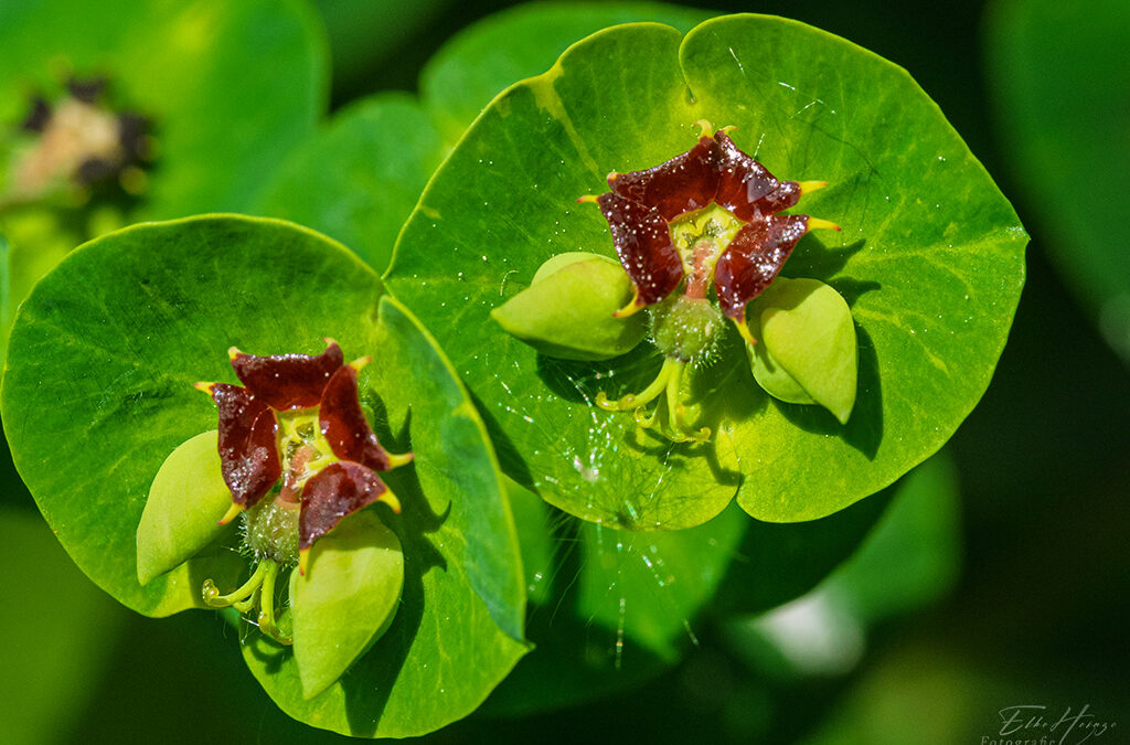 Mit Makro- & Teleobjektiv