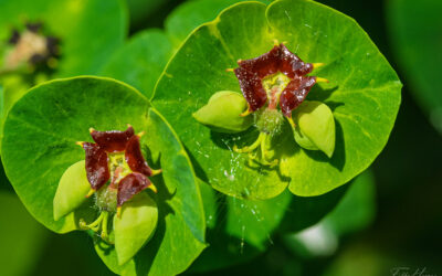 Mit Makro- & Teleobjektiv