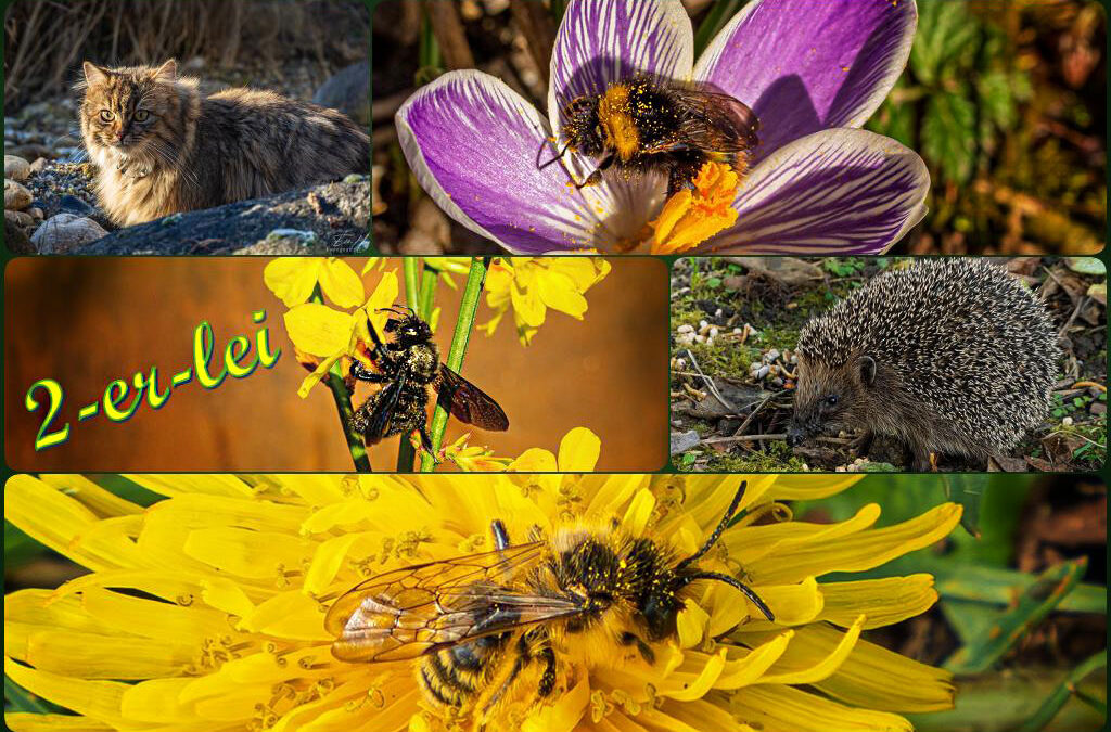 Wildes Gartenleben
