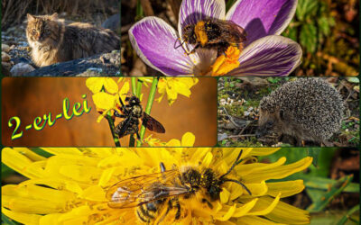 Wildes Gartenleben