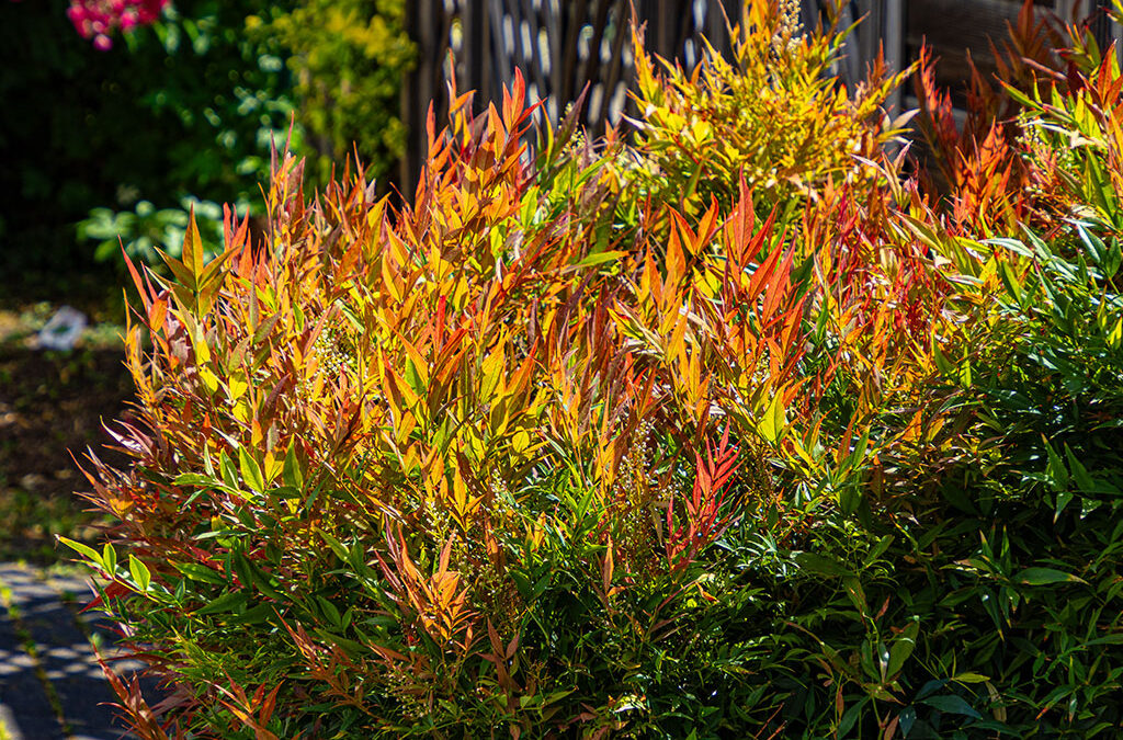 Gartenspaziergang am Freitag