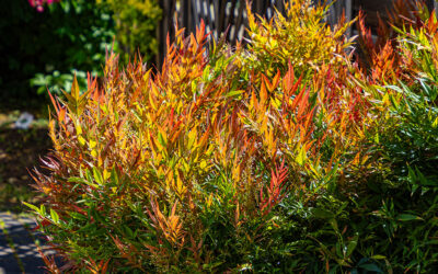 Gartenspaziergang am Freitag