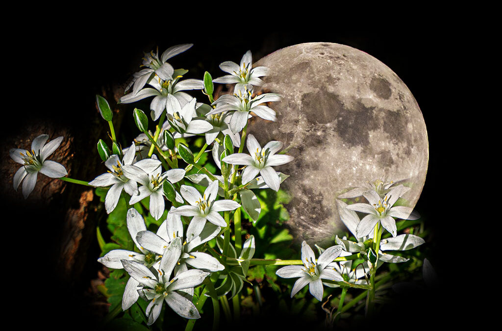 Was die Kettensäge mit dem Vollmond zu tun hat