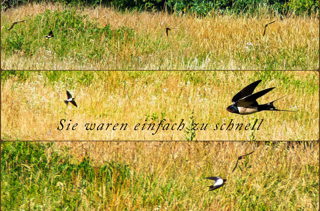 Mehr von gestern – Schwanheimer Düne