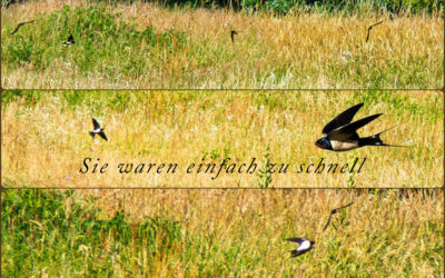 Mehr von gestern – Schwanheimer Düne