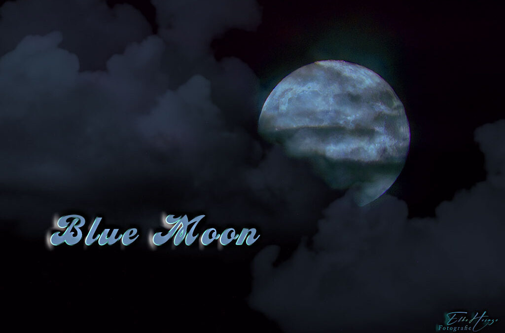 Blue Moon & Insekten-Wildlife