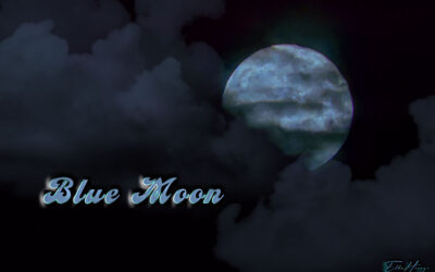 Blue Moon & Insekten-Wildlife