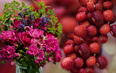 Wilde Erdbeeren & Freitagsblümchen