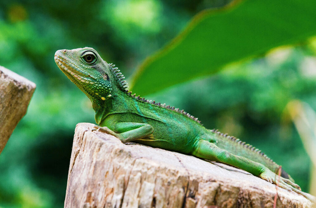 Sind Blogger die Dinosaurier im Internet?