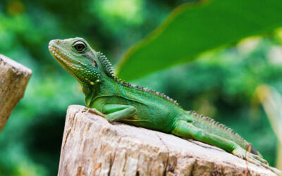 Sind Blogger die Dinosaurier im Internet?