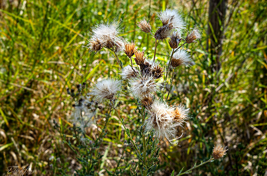 Nur eins (7) . . .