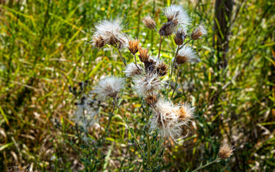 Nur eins (7) . . .