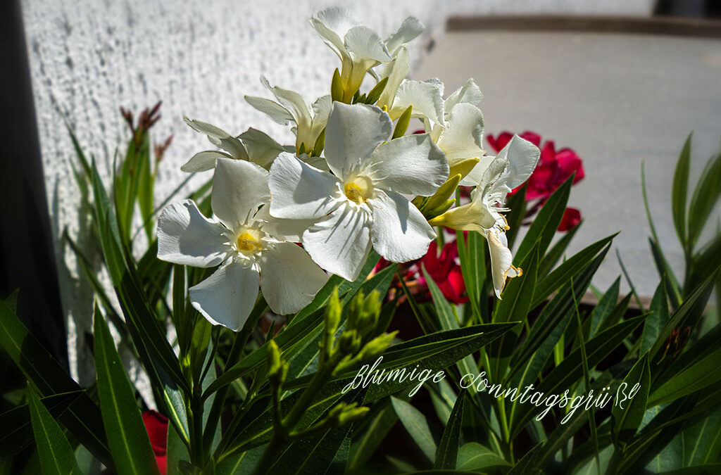 Nur eins (11) . . .