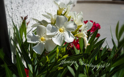 Nur eins (11) . . .