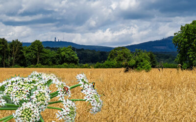 Nur eins . . .