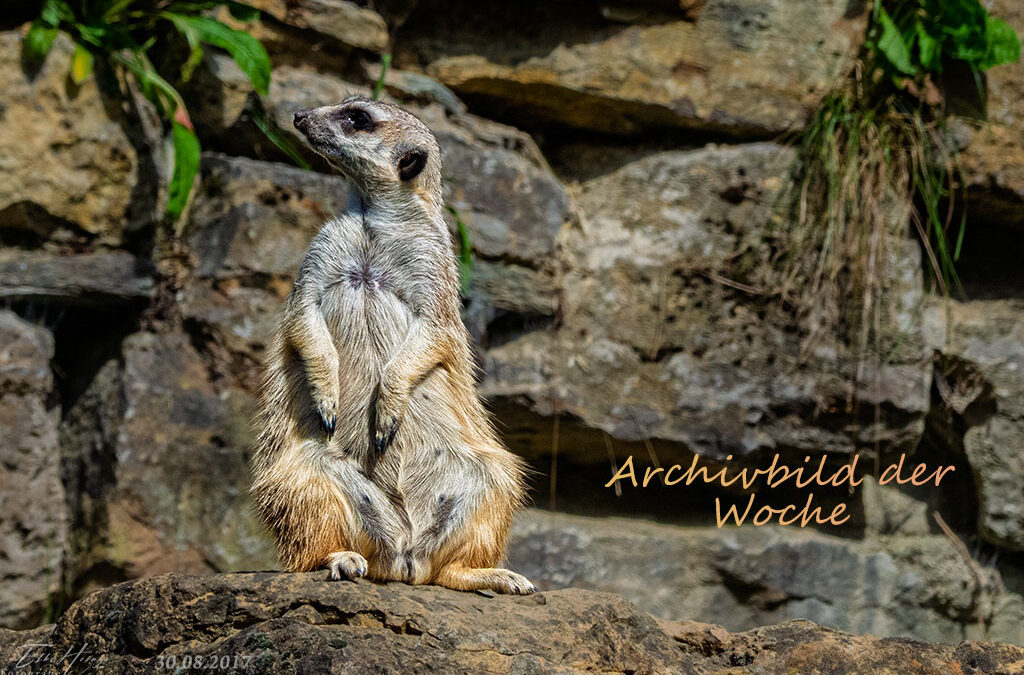 Archivbild der Woche – 35.KW
