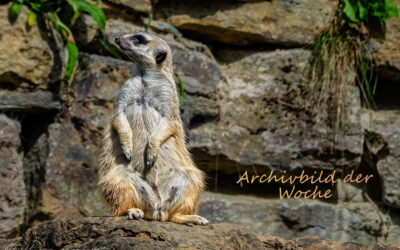 Archivbild der Woche – 35.KW