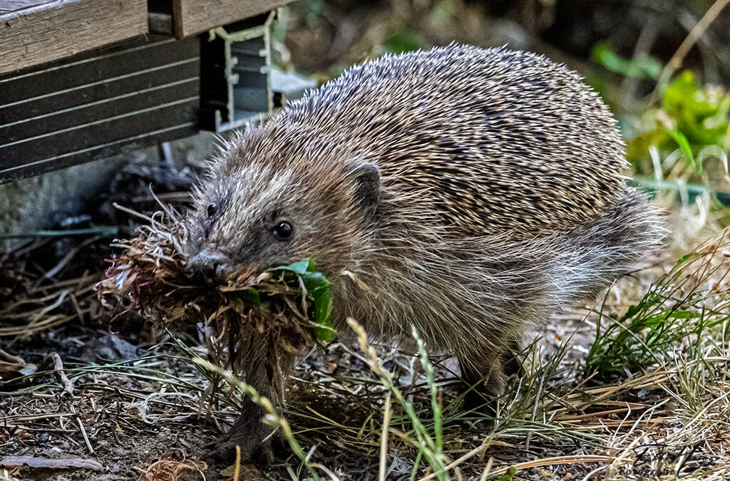 Brühheiß! – und ein neuer Untermieter 🦔
