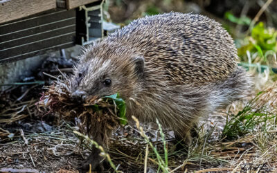 Brühheiß! – und ein neuer Untermieter 🦔