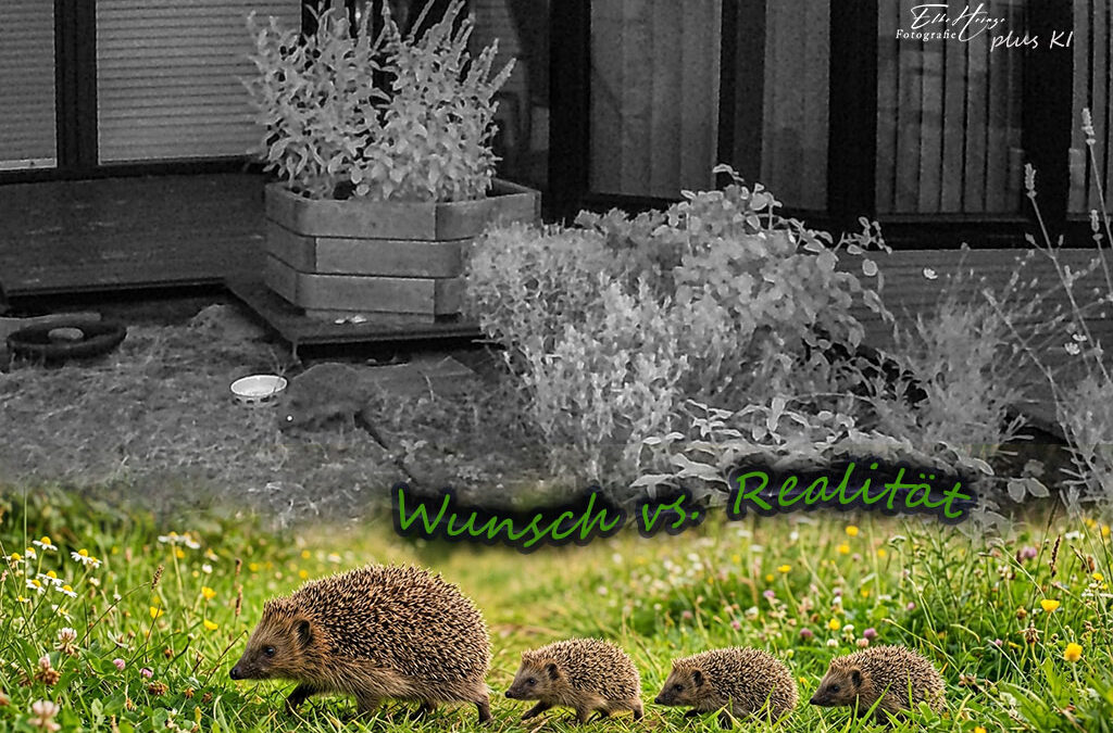 Nachts an meiner Igel-Raststätte